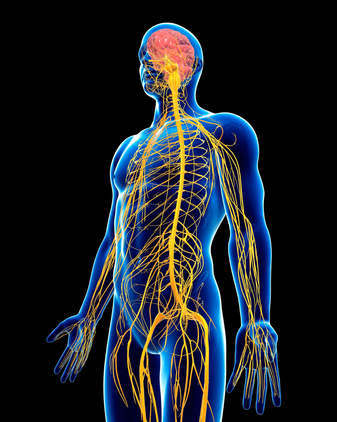 Nervous system illustration